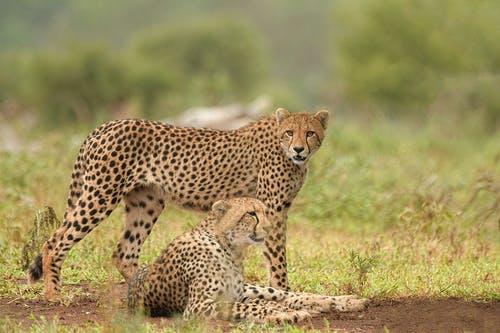 棕色猎豹 · 免费素材图片