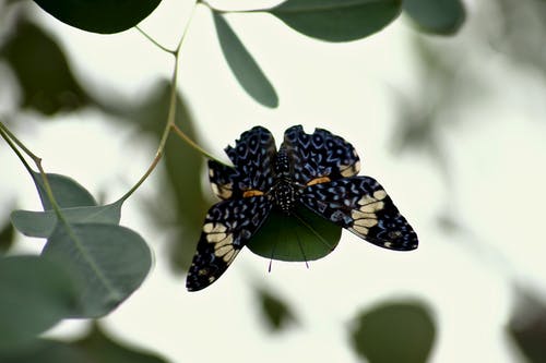 黑色和棕色蝴蝶栖息在叶子上 · 免费素材图片