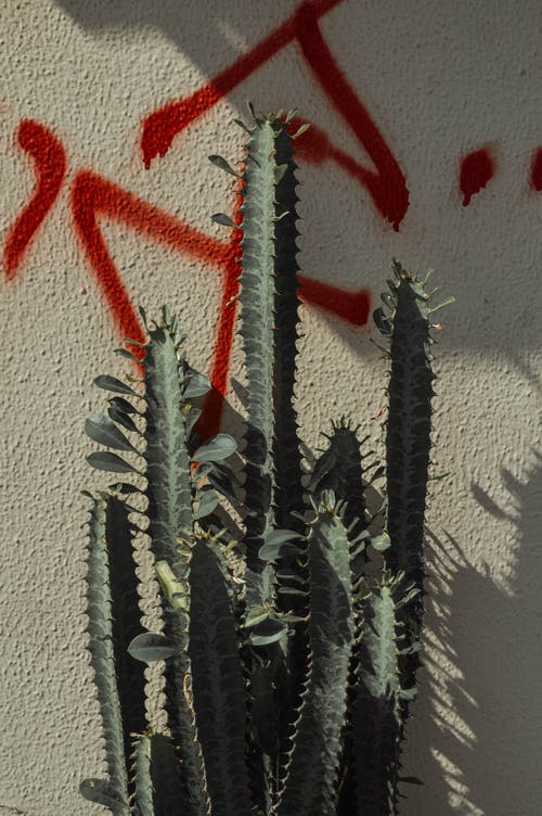 白墙旁的绿色仙人掌植物 · 免费素材图片