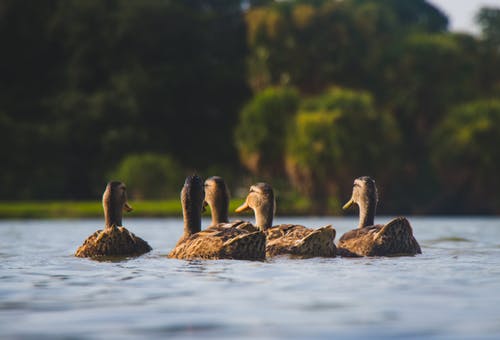 五只棕色的鸭子在水体 · 免费素材图片