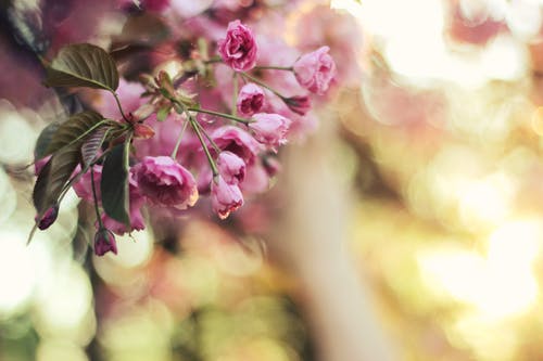 粉色花瓣花瓣的焦点摄影 · 免费素材图片