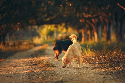道路中间的两只狗的选择性聚焦摄影 · 免费素材图片