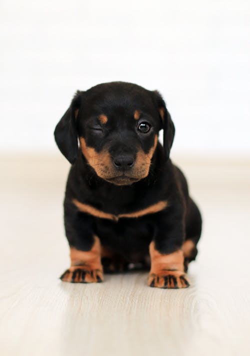 眨眼黑色和棕色的小狗 · 免费素材图片