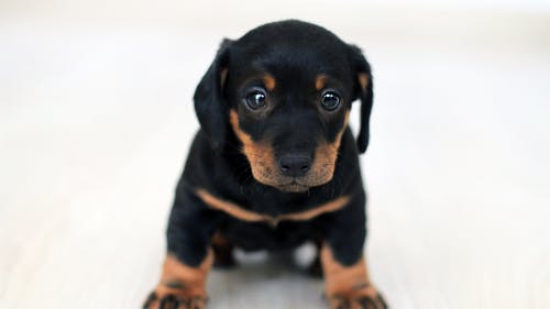 黑色和棕褐色的小狗的特写摄影 · 免费素材图片