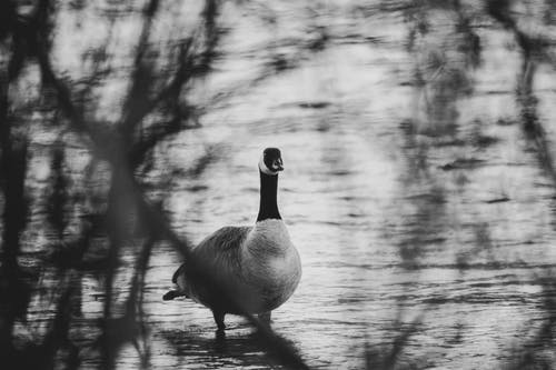 鸭子在水面上的灰度摄影 · 免费素材图片