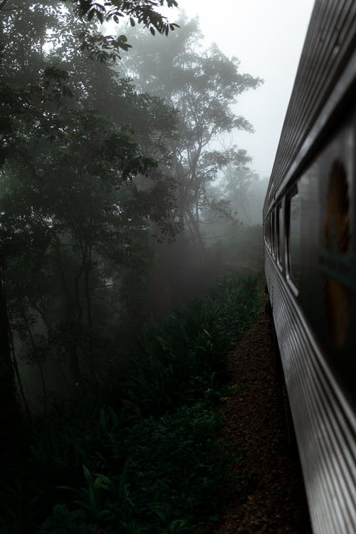 灰色的火车在有雾的树林上旅行 · 免费素材图片