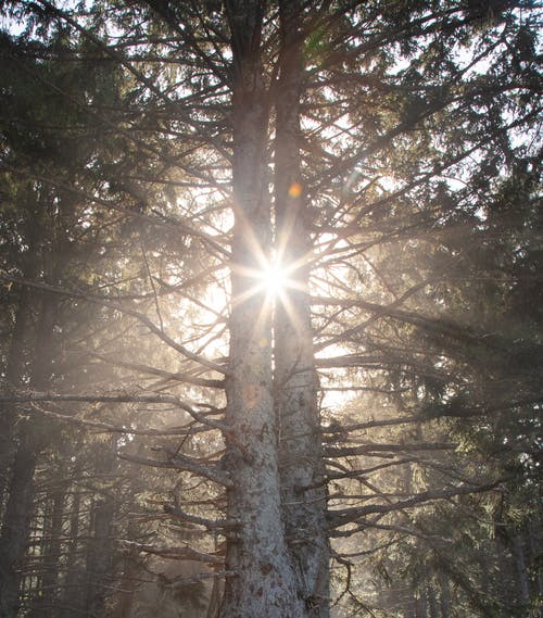高大的树木之间的阳光照片 · 免费素材图片