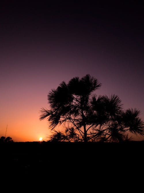 在黎明时树的剪影 · 免费素材图片