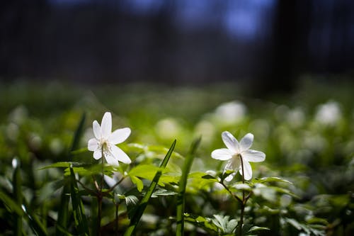 选择性聚焦摄影上的白花瓣花 · 免费素材图片