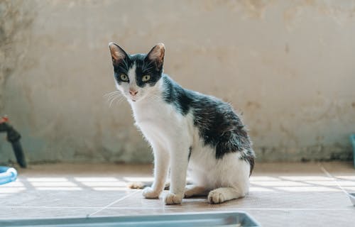 坐在白色和黑猫 · 免费素材图片