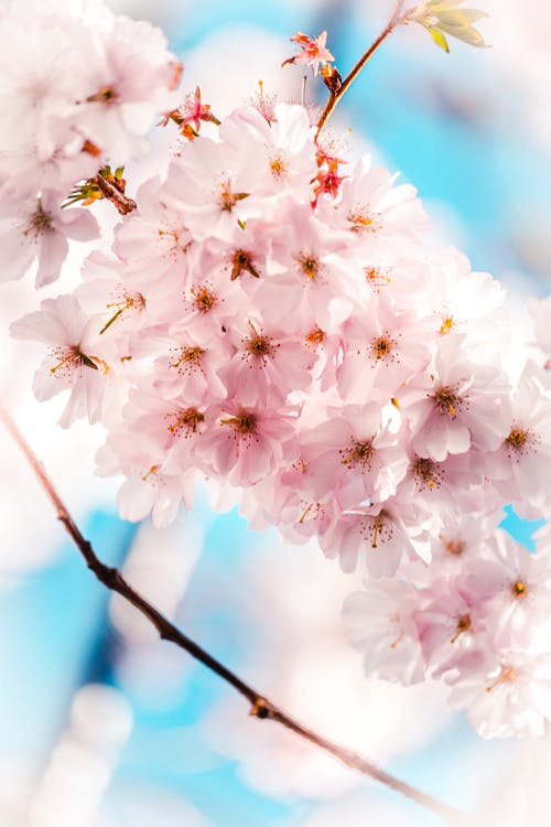 浅焦点照片的粉红色的花朵 · 免费素材图片