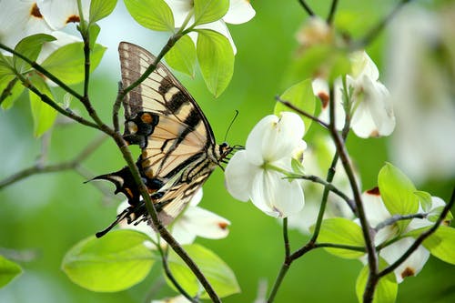 棕色和黑色蝴蝶在花上 · 免费素材图片