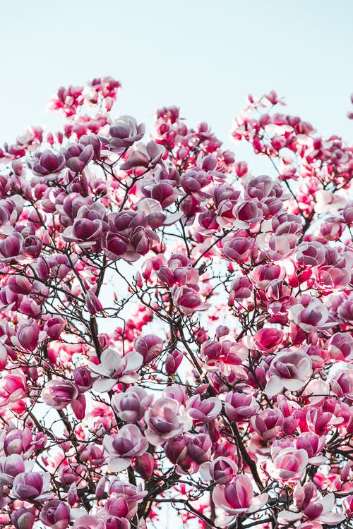 紫色和粉红色的樱花树摄影 · 免费素材图片
