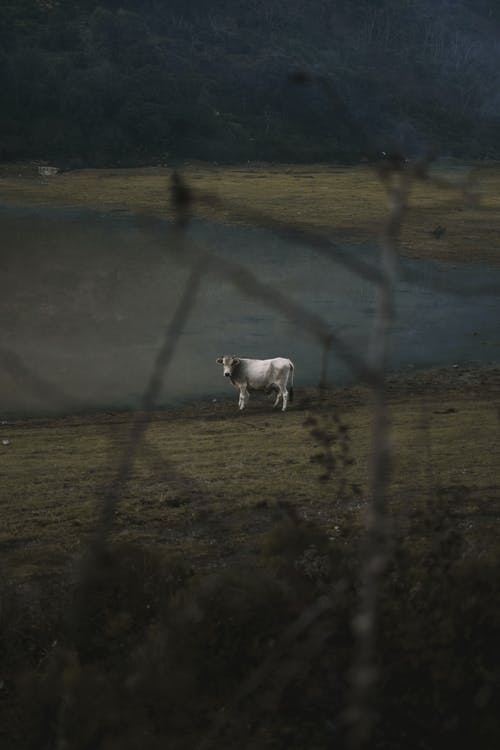 白牛在浅水附近 · 免费素材图片