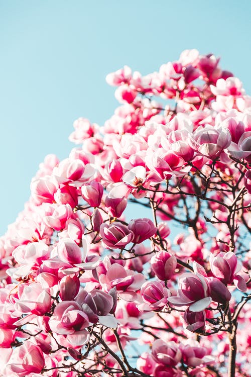 粉红色的花朵，在湛蓝的天空下 · 免费素材图片