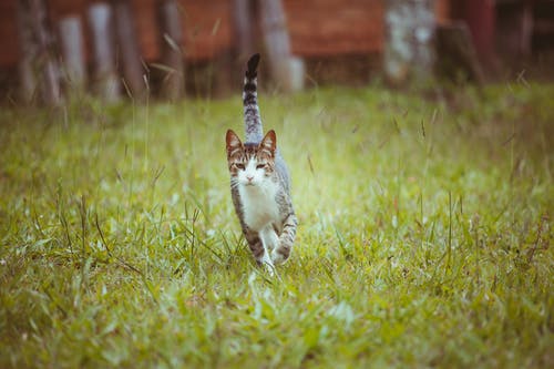 猫在草地上的照片 · 免费素材图片
