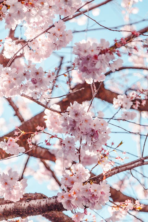 樱花的选择性聚焦照片 · 免费素材图片