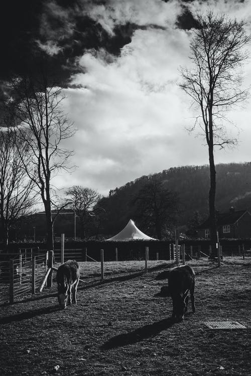 裸树附近田野上的牛的灰度照片 · 免费素材图片