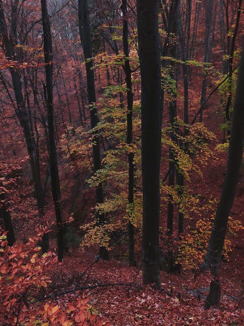 秋季森林的照片 · 免费素材图片