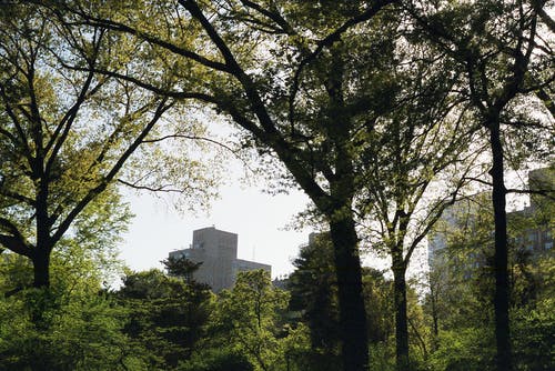 白天的树木照片 · 免费素材图片