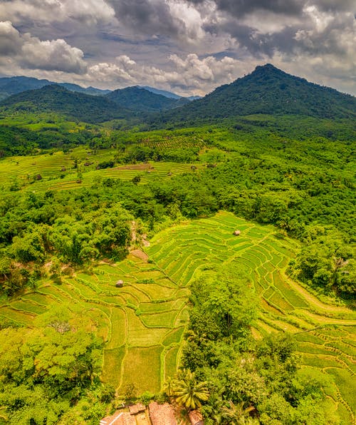 山附近的绿色水稻梯田 · 免费素材图片