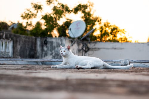 白猫躺在水泥地上 · 免费素材图片