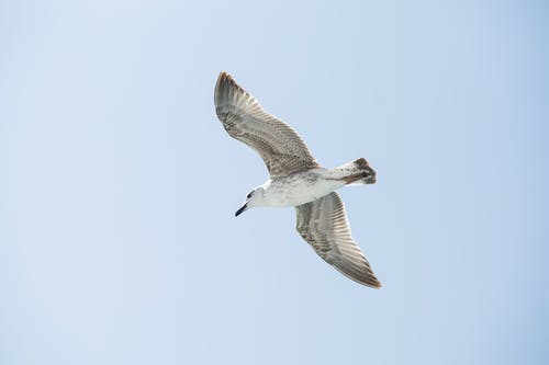 低角度摄影的飞白鸟 · 免费素材图片