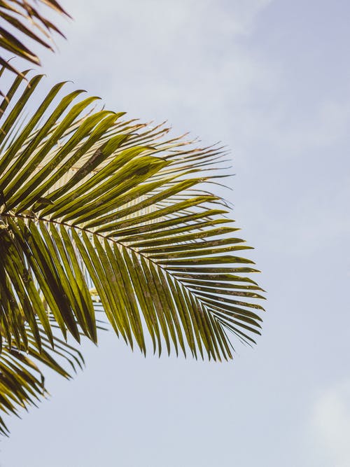 绿色的棕榈树叶 · 免费素材图片