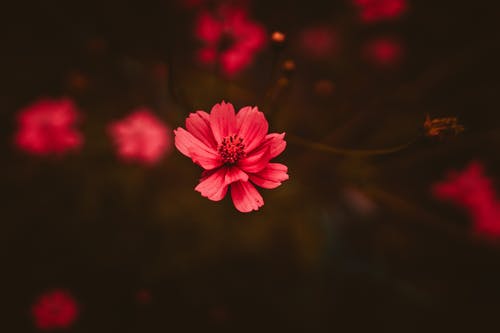 红花 · 免费素材图片