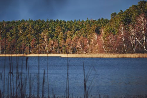 水体附近的树木 · 免费素材图片