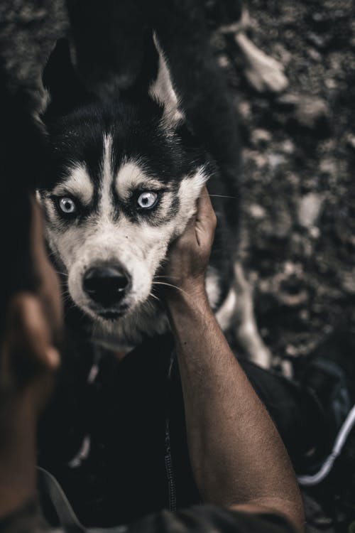 拿着白色和黑色西伯利亚雪橇犬的人 · 免费素材图片