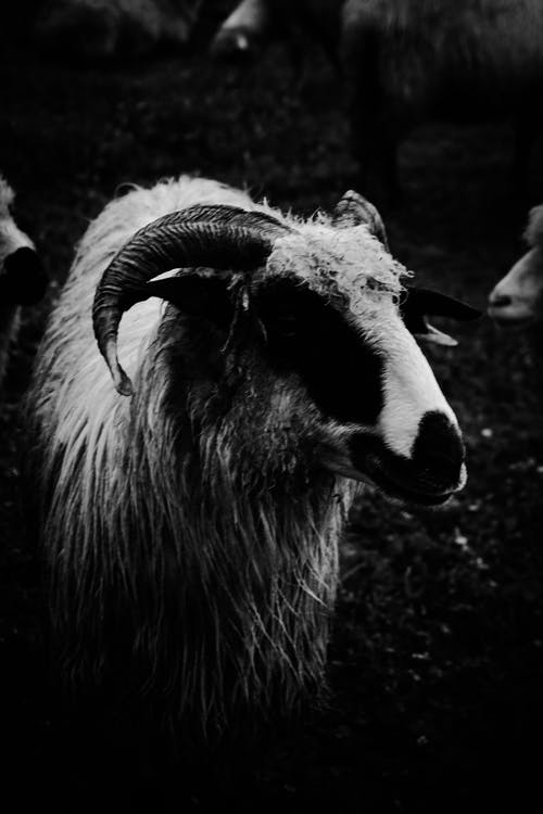 山羊的灰度照片 · 免费素材图片
