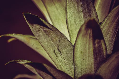 绿菠萝叶 · 免费素材图片