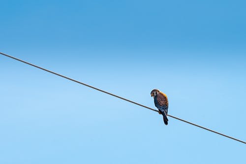 鸟栖息在电线上 · 免费素材图片
