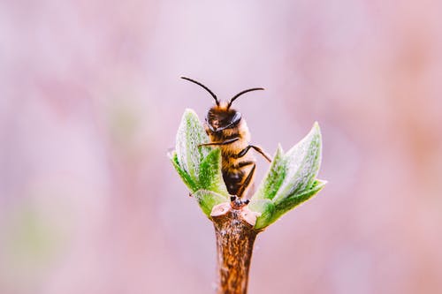 蜜蜂的宏观照片 · 免费素材图片