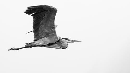空中飞鸟的灰度摄影 · 免费素材图片