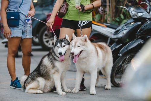 两只成年阿拉斯加雪橇犬 · 免费素材图片