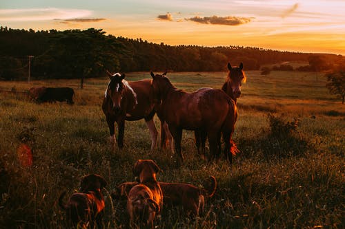 黄金时段马和狗在草地上的照片 · 免费素材图片
