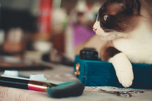 猫在剪刀附近的选择性聚焦照片 · 免费素材图片