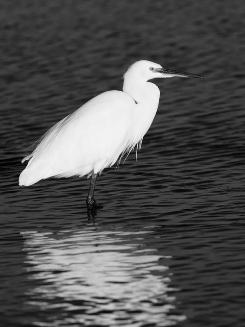 水体上的白色长喙鸟 · 免费素材图片