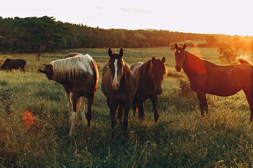 马在草地上放牧的照片 · 免费素材图片