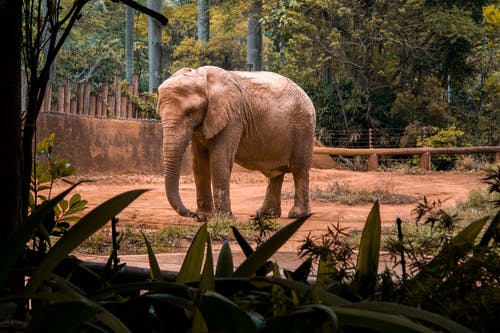棕色大象在树附近 · 免费素材图片
