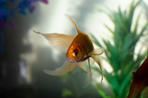 金鱼在水中 · 免费素材图片