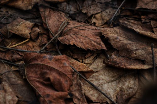 棕色干树叶 · 免费素材图片