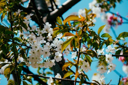 白花与绿叶 · 免费素材图片
