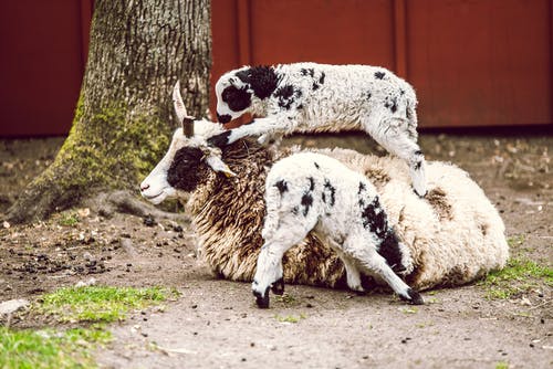 两只小羊 · 免费素材图片