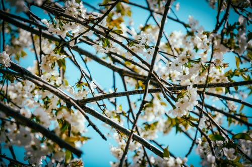 白色花瓣花 · 免费素材图片