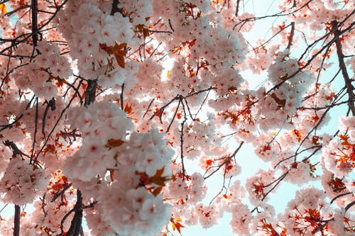 樱花的低角度摄影 · 免费素材图片
