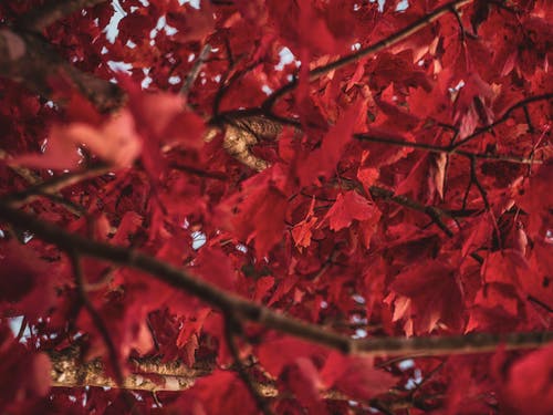 红叶树的特写照片 · 免费素材图片