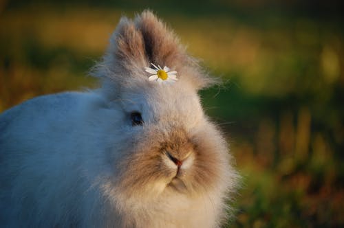 兔子的选择性聚焦照片 · 免费素材图片